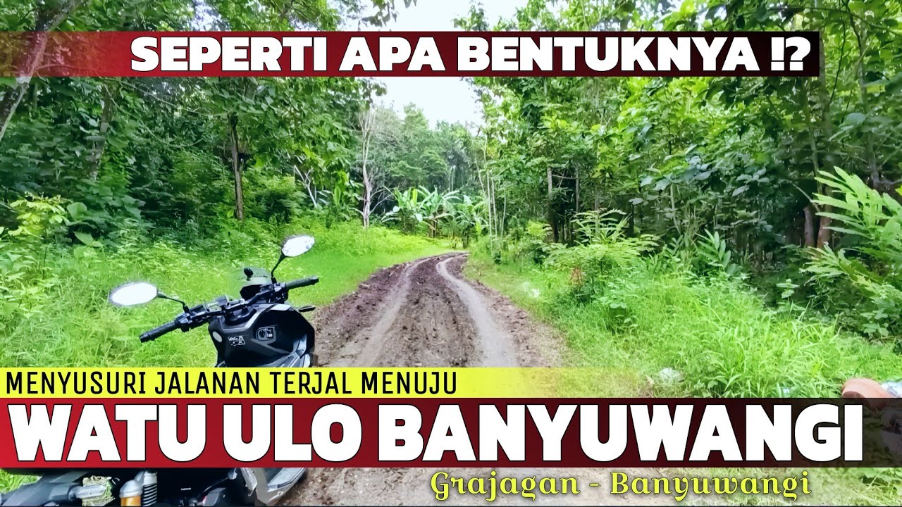 Viral Ular Bertapa Jadi Batu di Banyuwangi! Masuk Jauh ke Dalam Hutan Grajagan Melihat Penampakannya