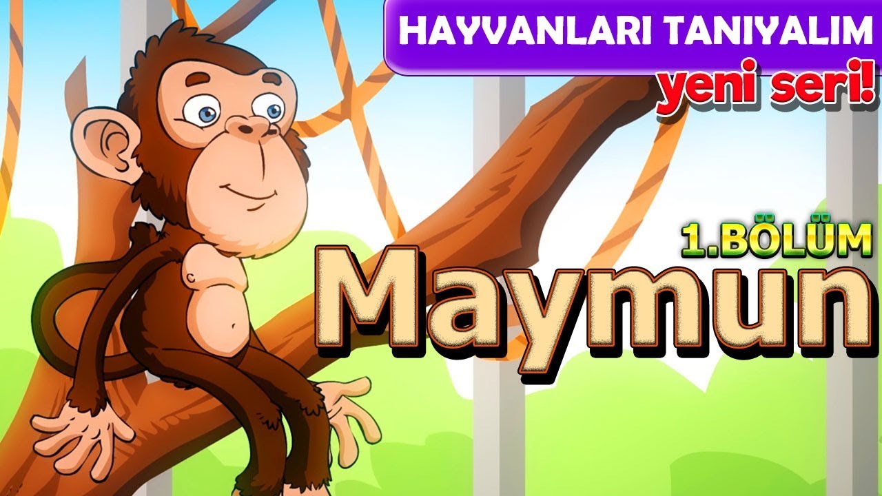 Alpi Ile Hayvanlari Ogreniyoruz Maymunlar Hayvanlari Taniyalim Okul Oncesi Cizgi Film Youtube