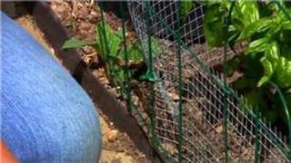 Vegetable Gardening : How to Get Rid of Rabbits in Vegetable Gardens
