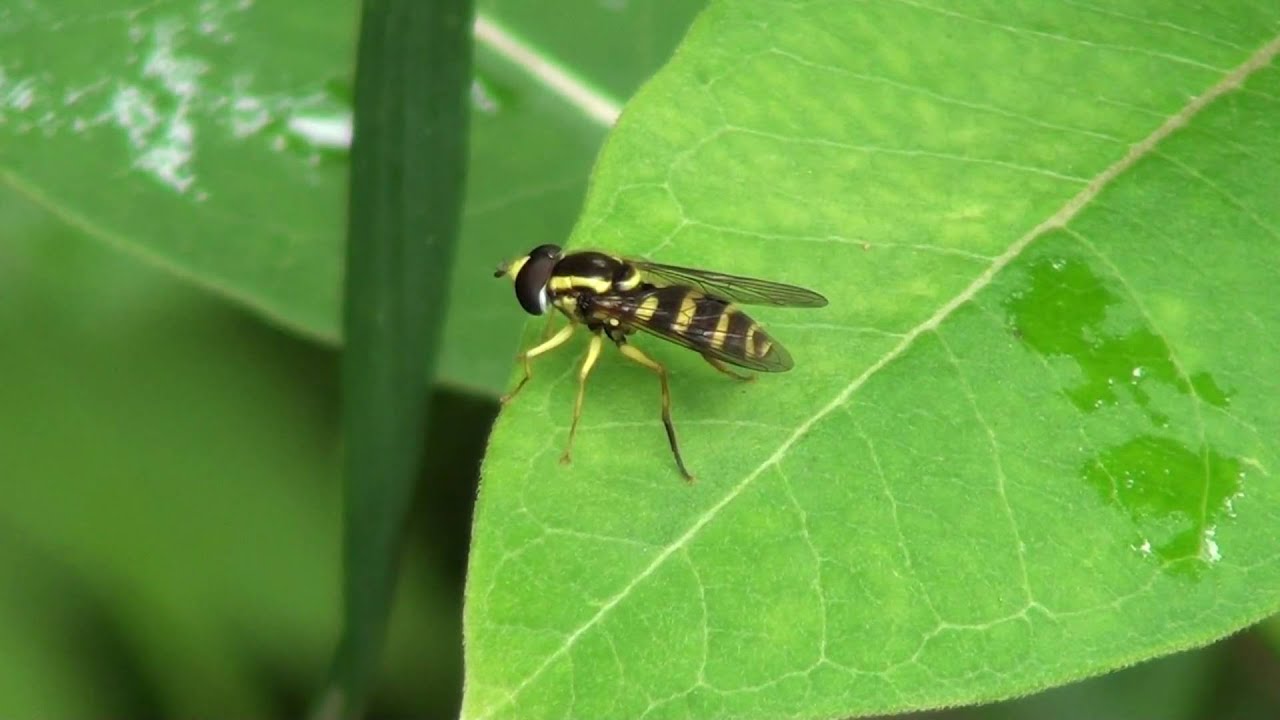 Syrphid Fly (Syrphidae: Toxomerus geminatus) on Leaf