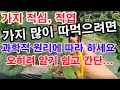 가지 많이 따먹으려면 적심 순지르기 과 적엽 잎 따기 과학적 원리에 따라 오히려 알기 쉽고 간단합니다 가지재배 가지 많이 열리게 하는 방법 가지 순치기 가지 잎따기 가지 많이 따먹으려면 적심 순지르기 과 적엽 잎 따기 과학적 원리에 따라 오히려 알기 쉽고 간단합니다 가지재배 가지 많이 열리게 하는 방법 가지 순치기 가지 잎따기
