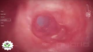 A Tour Of The Gastrointestinal Tract