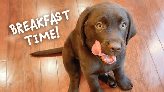 Breakfast Time with Mars, the Chocolate Lab Puppy! by Vika 2,759 views 3 months ago 1 minute, 49 seconds