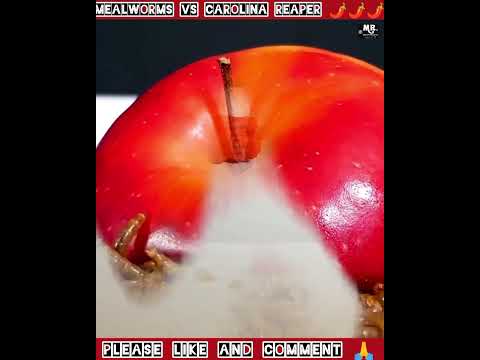 Mealworms Vs Carolina