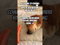 Comment where you are watching from! #music #doglovers #dog #dogshorts #shorts #cuteanimals #cute