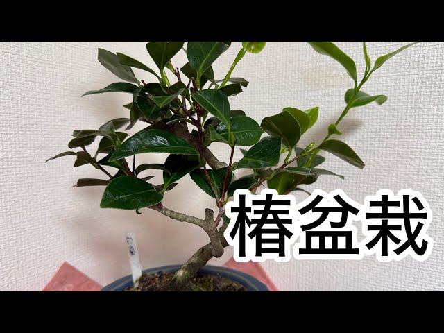 椿盆栽】 ツバキの盆栽 雑木盆栽 椿 小品 Bonsai Tsubaki - YouTube