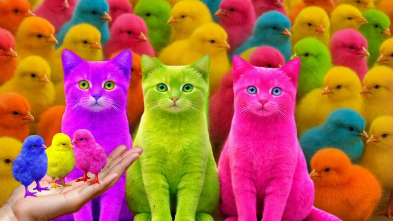 Tangkap Ayam Lucu, ayam warna warni, ayam rainbow, kelinci lucu, bebek lucu, ikan koi, Hewan Lucu