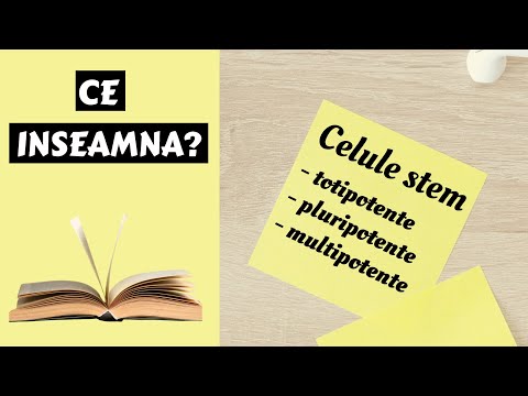 Video: Este celulele stem multipotente?