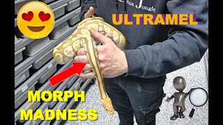 Ultramel Morph madness! Finally it Happened! Net Worth