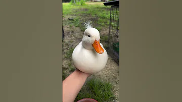 Duck Sound صوت البطه Duck فرخ بط 