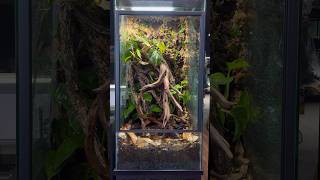 18x18x36” Bioactive Crested Gecko Terrarium Build #crestedgecko #livingvivarium #reptiles #tutorial