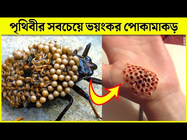 পৃথিবীর সবচেয়ে ভয়ংকর ৮ টি পোকা | এদের দেখলেই দৌড়ে পালান | Rohossojaal