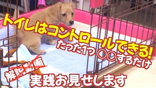 子犬のトイレトレーニング【しつけ】この方法を実践しました。