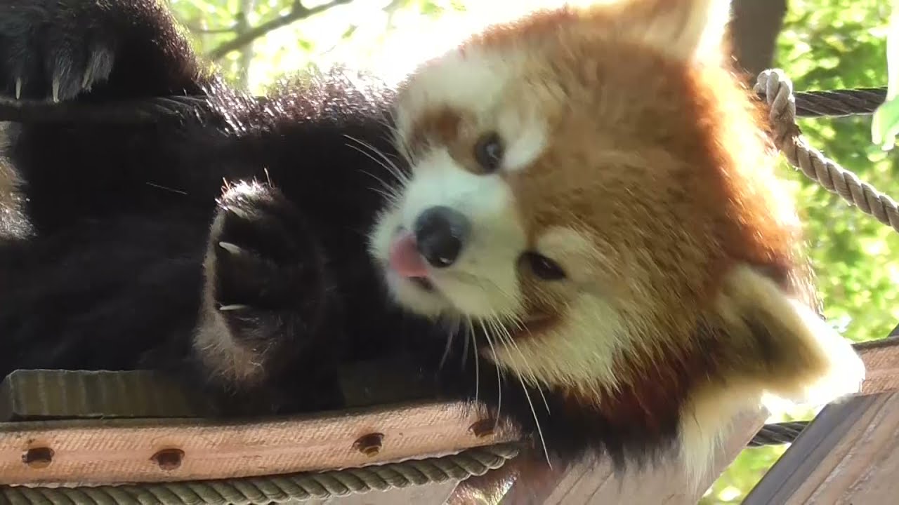 Red Panda in the morning sun - YouTube
