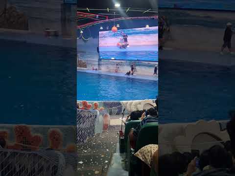 Dolphin & Seal Show – Dubai Dolphinarium | UAE