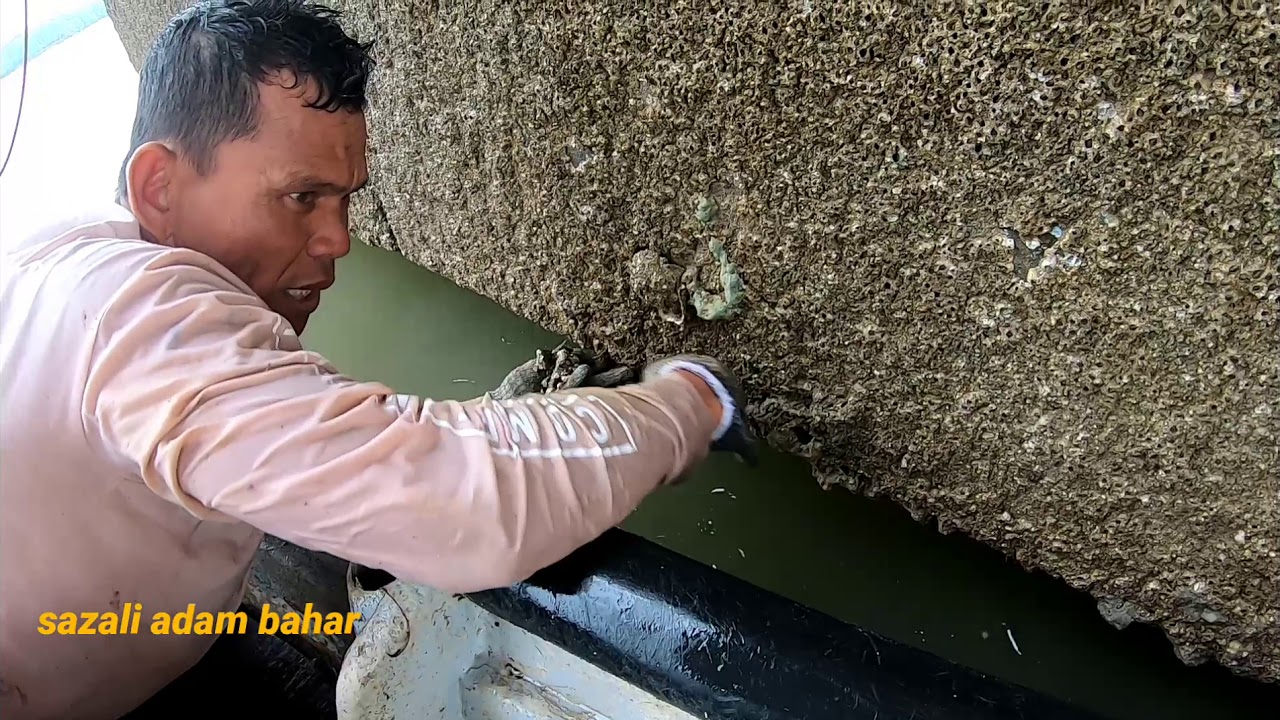 Cari kupang dan  masak_catch and cook mussels