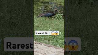 Rarespecies | Wildhome #mysterybird #wildlifephotography