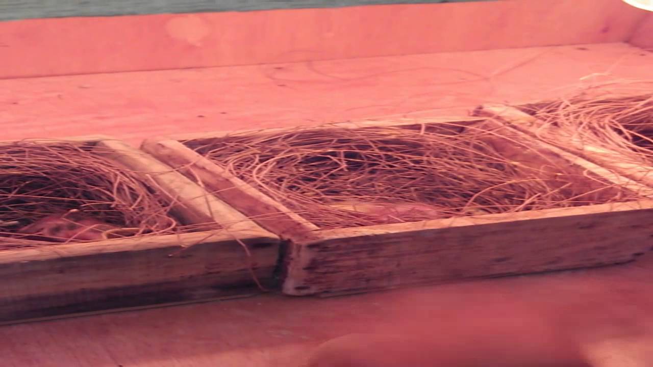 cara cepat meloloh jalak suren 