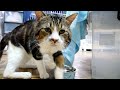 家族に迎える子猫を選びに来たはずなのに、大きな体でまん丸顔のトムがかわいすぎました