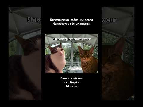 Классическое собрание с официантами перед мероприятием в банкетном зале #мем #мемы #коты #футажи