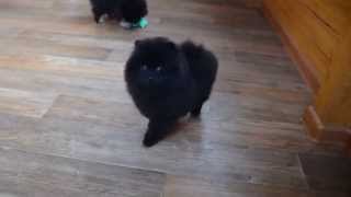 Цветные толстолапики шпицы.(, 2015-09-09T11:11:55.000Z)