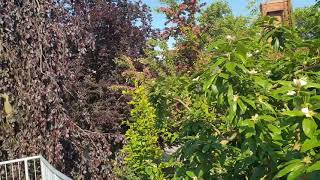 Naše lávka korunami stromů – buky (Fagus) a hlohy (Crataegus)