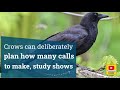 Crows can deliberately plan how many calls to make study shows