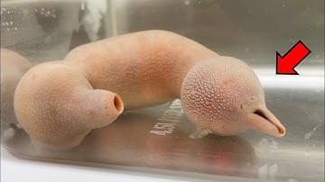 Amazing Sea Cretures !! - Spoon Worm Dissection