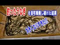 自宅で養殖したうなぎがヤバかった！　【うなぎ飼育】｜The Eels I Raised at Home Were Insane! [Eel Farming]