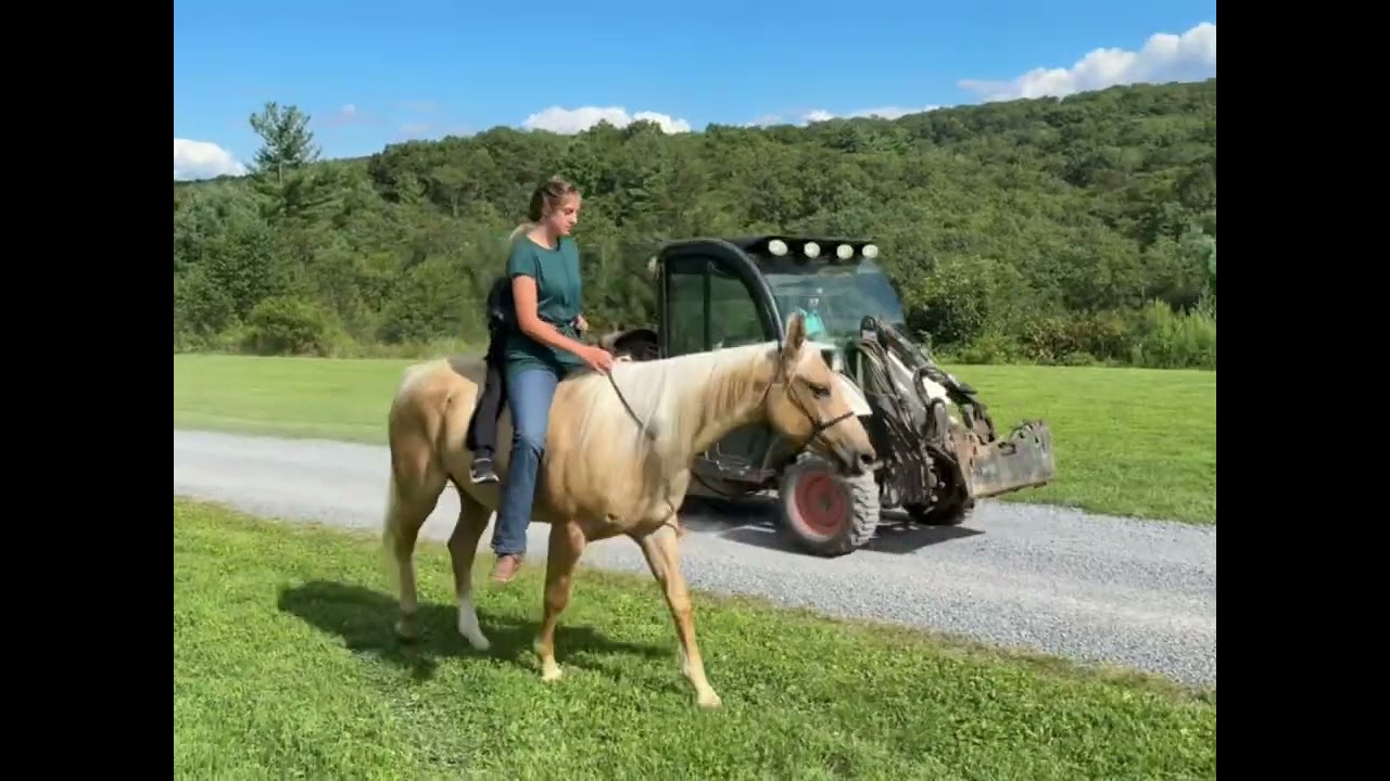 RADAR ~ The ultimate trail horse.