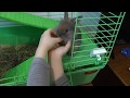 Мой кролик Василиса # My rabbit