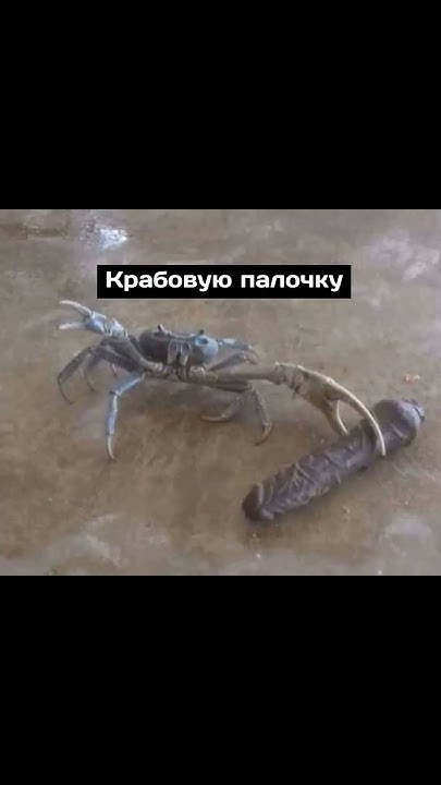 крабовая палочка - YouTube