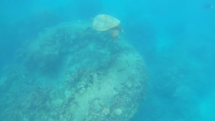 Turtle Cleaning Station