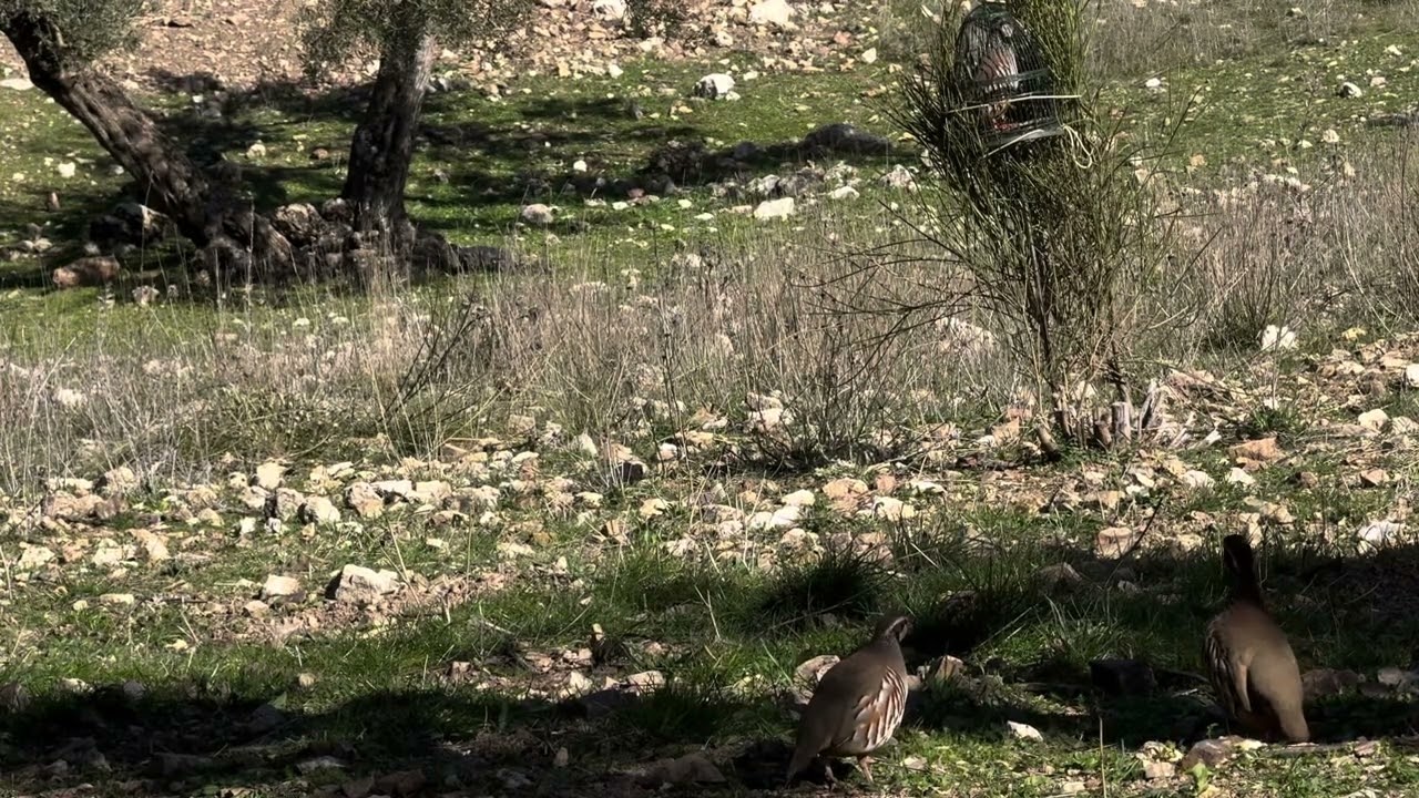 PERDIZ CON RECLAMO. El número DOS primera salida. Olivar en la sierra. Se admiten críticas
