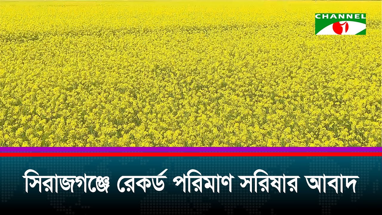 সিরাজগঞ্জে রেকর্ড পরিমাণ সরিষার আবাদ