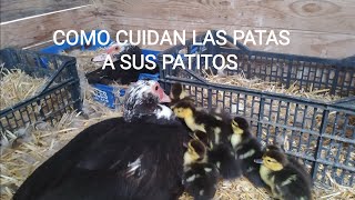 Como cuidan las patas a sus 22 patitos recién nacidos. Sorpresas en la finca después de un mes.