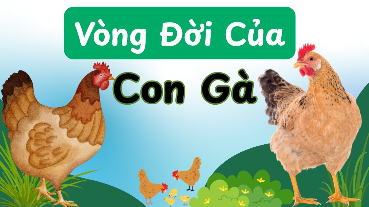 Tất Tần Tật Về Vòng Đời Của Gà: Sự Kỳ Diệu Ẩn Sau Vỏ Trứng