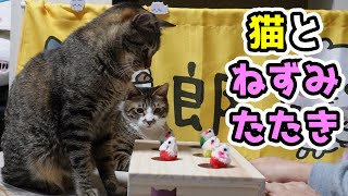 遊び方は我流が一番ｗ 飼い主の思惑通りにはいかない猫☆でも最後にはちゃんとやる子は誰だ！？　【リキちゃんねる　猫動画】 キジトラ 猫のいる暮らし