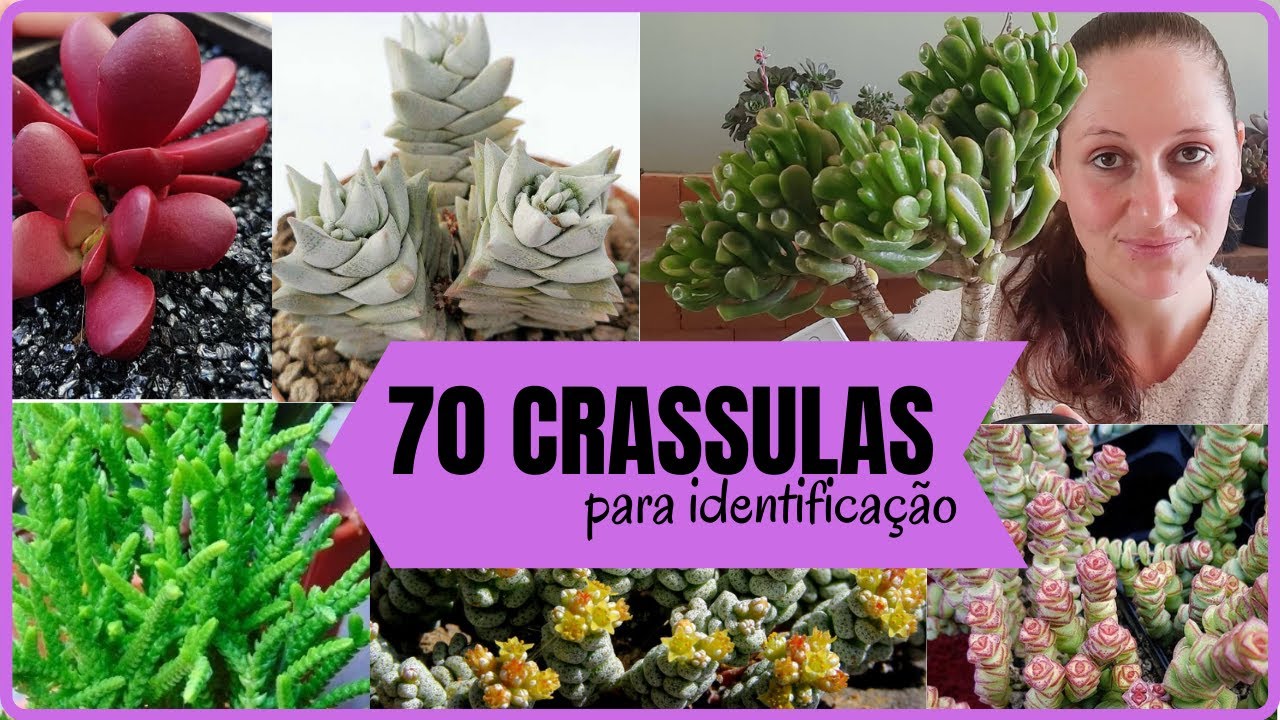 70 CRASSULAS para IDENTIFICAÇÃO  // Suculentas do gênero CRASSULA identificadas!!!