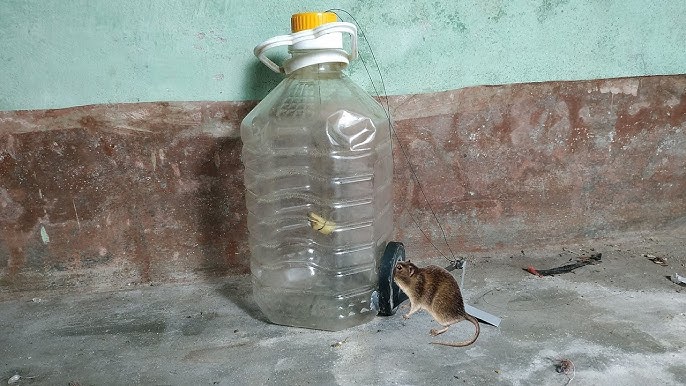 mouse trap made from plastic bottle,water bottle mouse rat trap,make rat  trap at home 