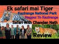 Buffalo cheese tiger  ek safari mai tiger  tiger sighting  kaziranga national park