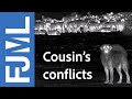 Confrontation between wolves and guardian dogs : part  1 : wolves attack on the flock - CanOvis