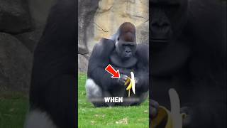 🦍 The Gorilla That Thinks It’s Human! 😂#FunnyGorilla #AnimalComedy #GorillaLife #ViralAnimals