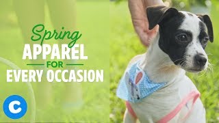 Spring Dog Apparel You and Your Dog Need | Chewy