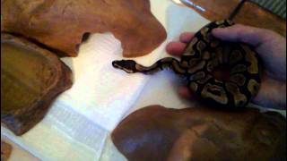 NEW SNAKE UNBOXING (BALL PYTHON) PART 2