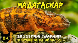 Екзотичні тварини МАДАГАСКАРА - Лемури та хамелеони - Документальний фільм про дику природу 8K HDR