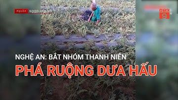 NGHỆ AN: BẮT NHÓM THANH NIÊN PHÁ RUỘNG DƯA HẤU  | VTC9