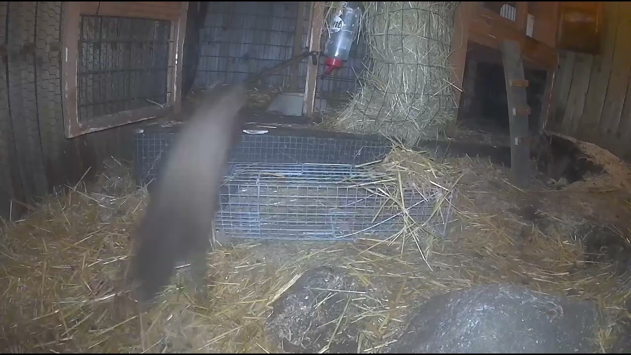 mård synar fällan.