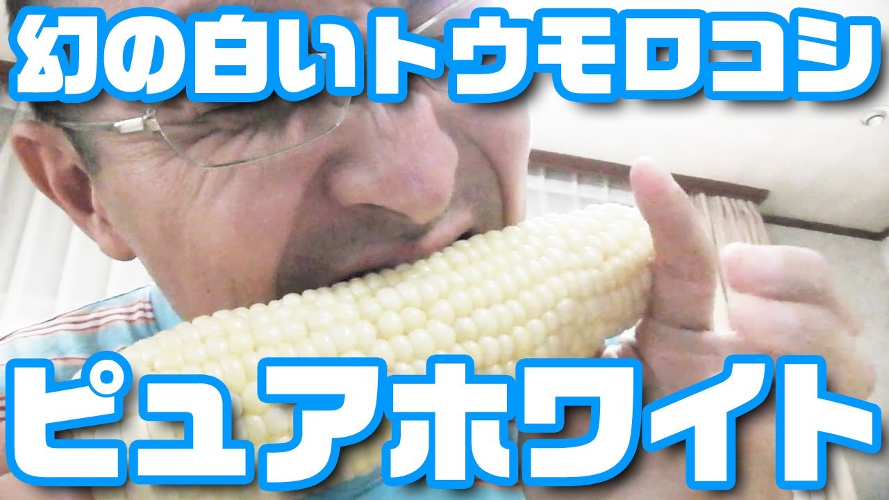 幻の白いとうもろこし 北海道産ピュアホワイト Youtube