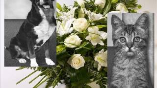 Pet Funeral Home